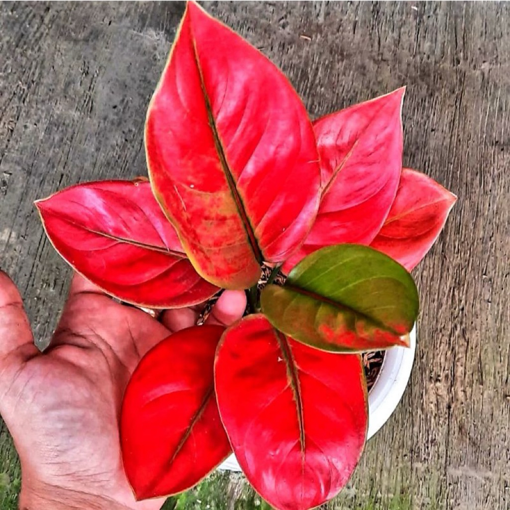 Tanaman hias aglonema heng heng 4/5 daun