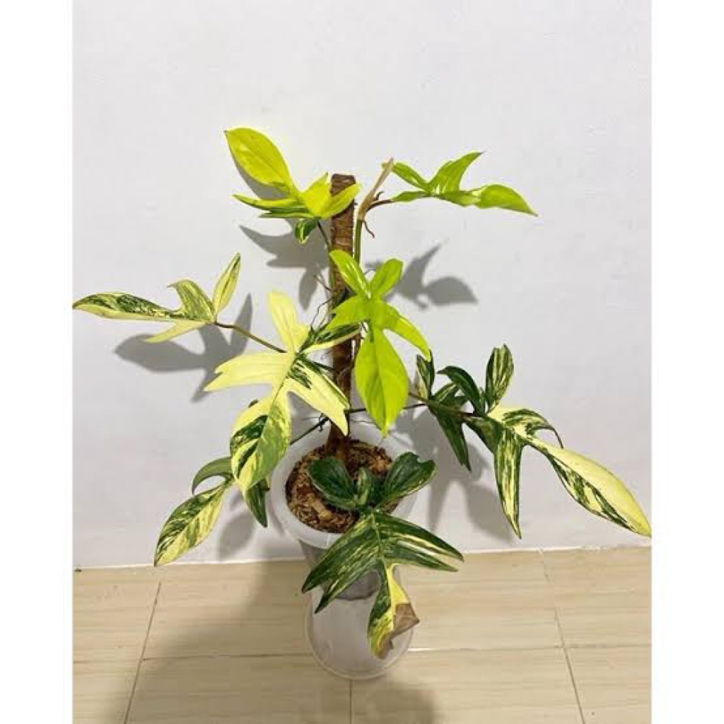 Tanaman hias philodendron flobe variegata/philo merpati variegata