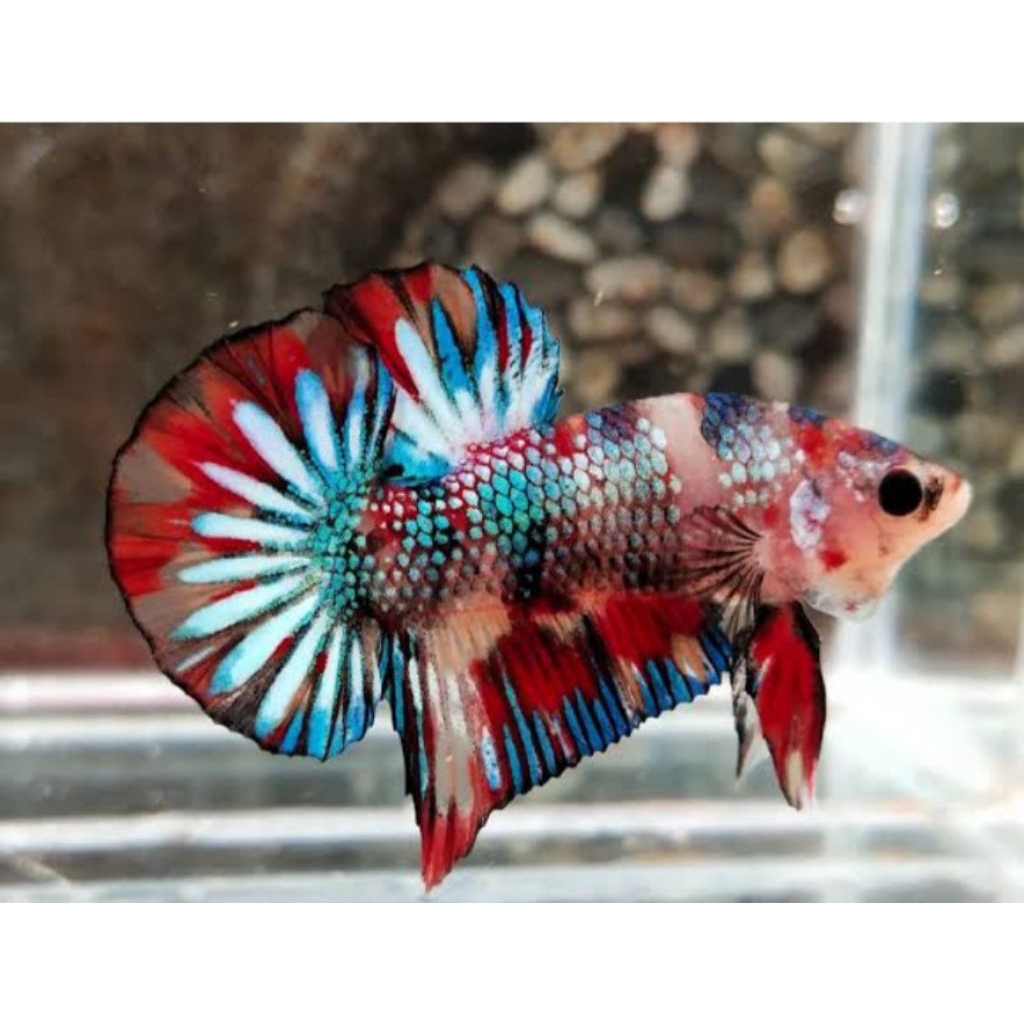 Ikan Cupang Halfmoon Multicolor Berkualitas