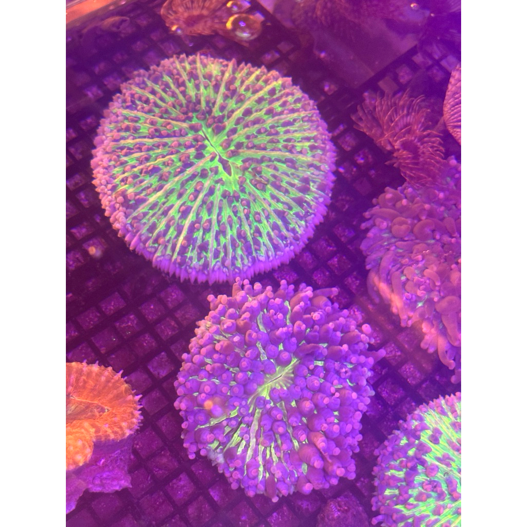 coral karang piring anemon ungu