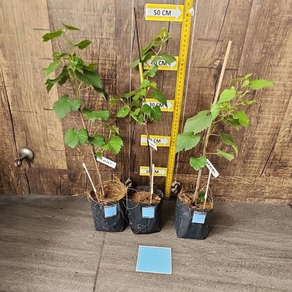 Ramsey Rootstock / batang bawah anggur sesuai foto/video