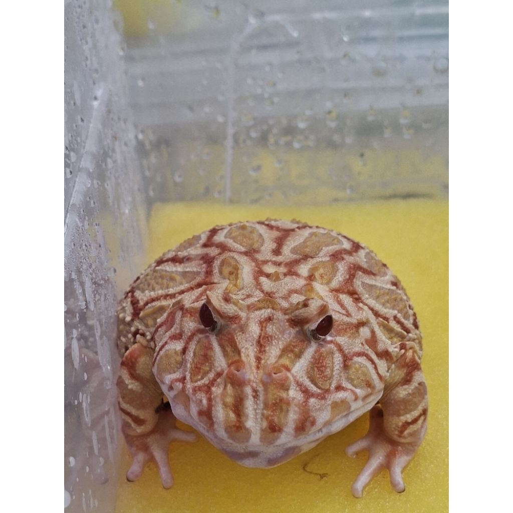 PacmanFrogStrawberryMale