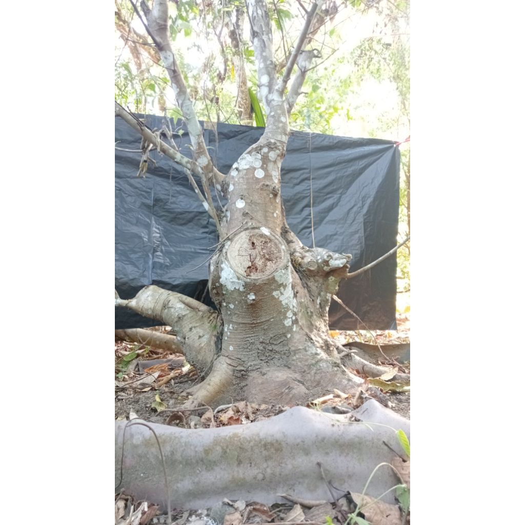 Bahan Bonsai Loa Prospek Jumbo Realpict 027