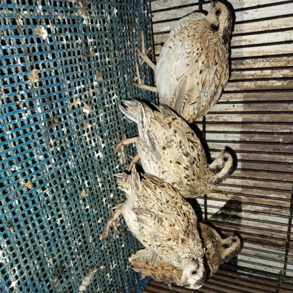 puyuh bobwhite mexican remaja spsng