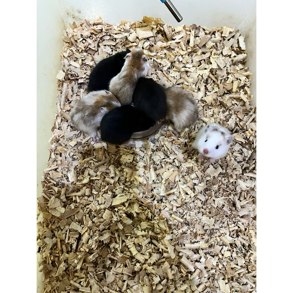 Hamster syrian long hair lucu