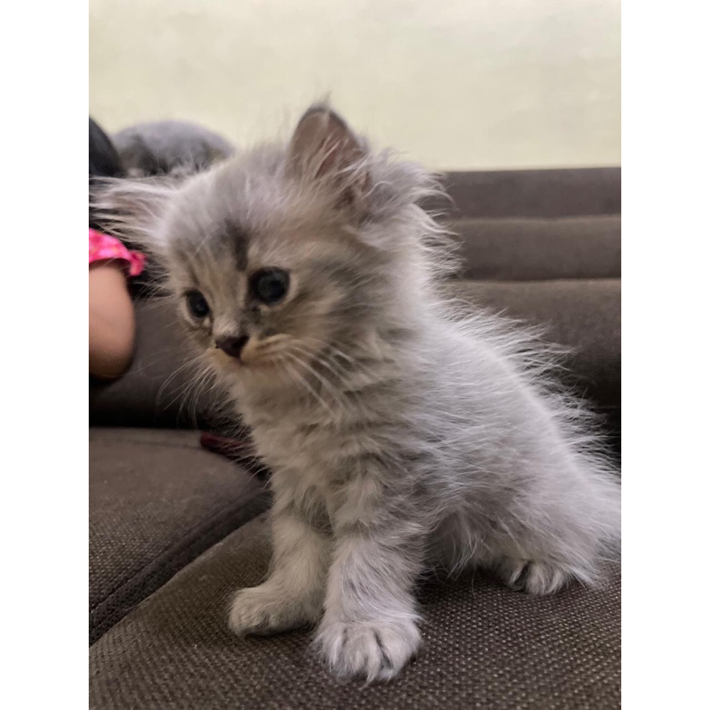 OPEN ADOPT Kucing kitten Persia Long hair