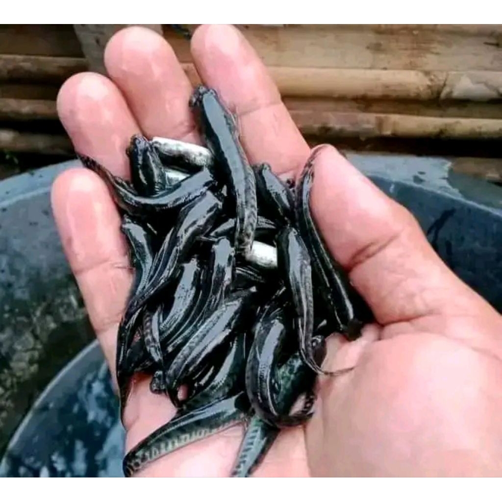 bibit ikan gabus