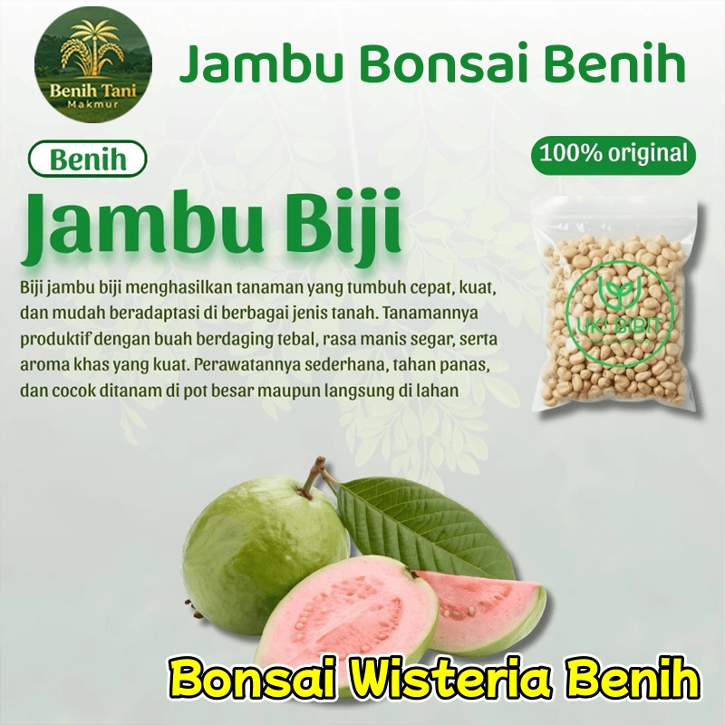 (Tingkat Perkecambahan Tinggi, 60 biji) 100% Benih Jambu Bonsai Asli untuk Menanam Tanaman Buah Hasi