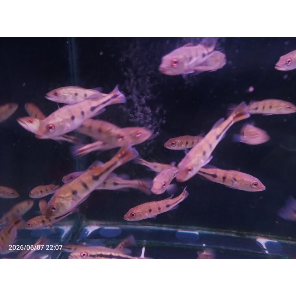 Pbass Kelberi Bahia 7-8cm Pelet