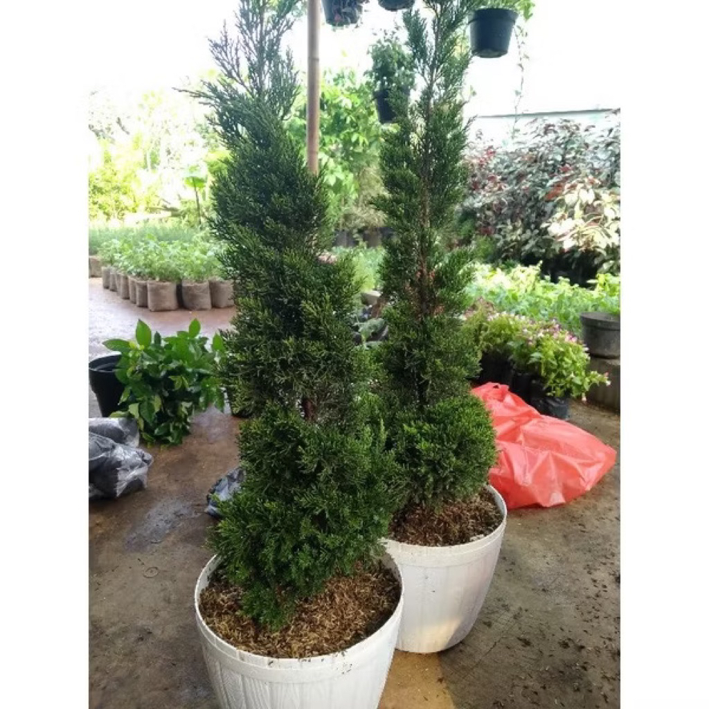 Tanaman hias cemara lilin  tinggi 50cm+ tanaman hias cemara cemara lilin Cemara Natal Cemara lilin
