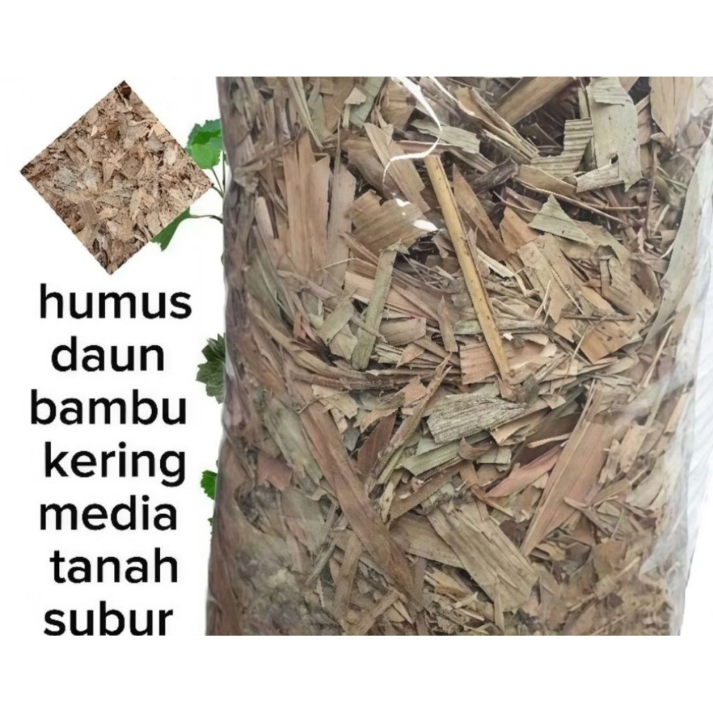 Termurah Humus Daun bambu kering varian 1kg dan 5kg