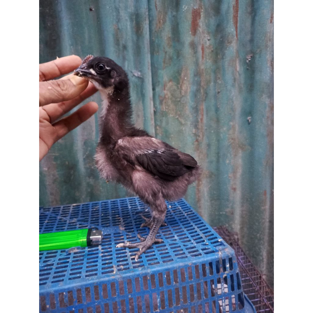 ayam pelung anakan