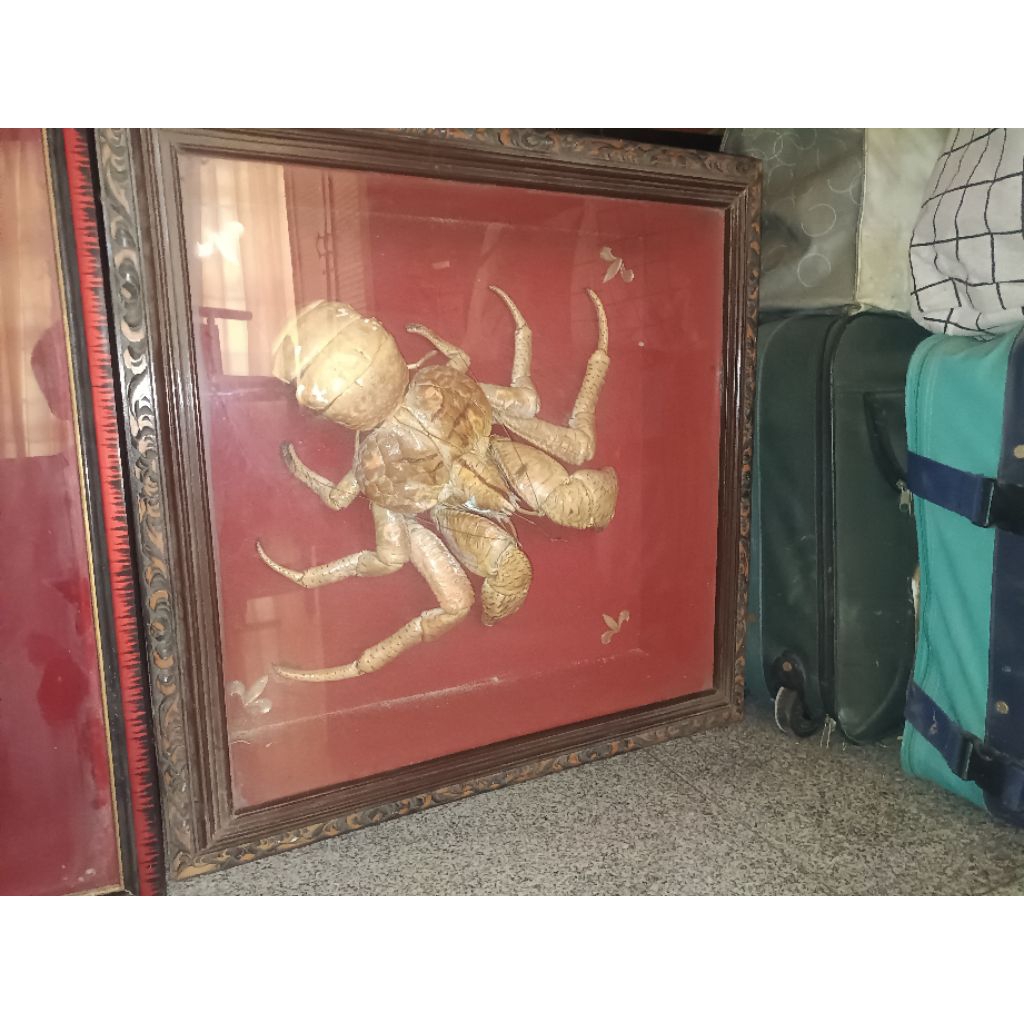 Figura Kelomang Darat / Kelomang Kelapa