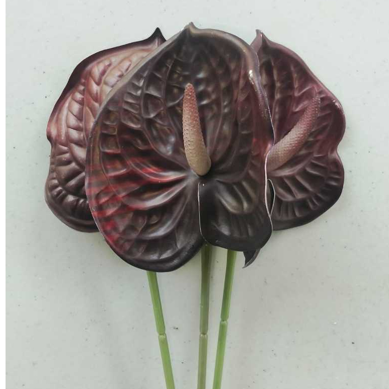 Anthurium Burgundy