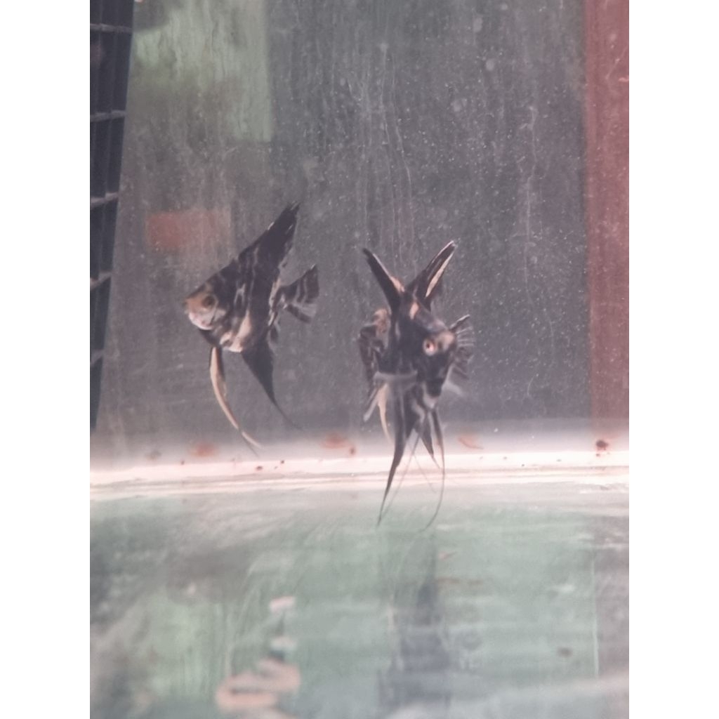 mainan Ikan Manfish | Ikan Manfish perlengkapan hiasan aquarium