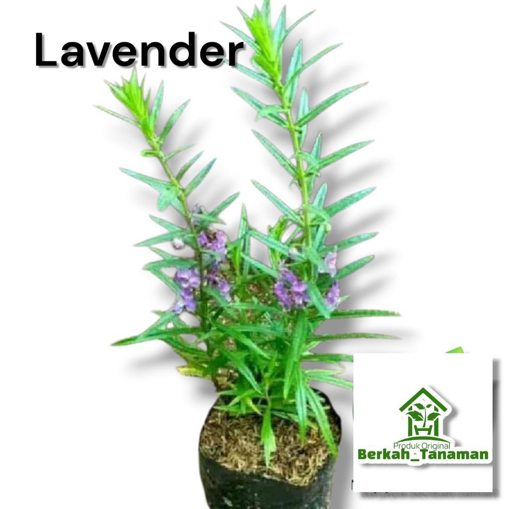 tanaman lavender - lavender - tanaman pengusir nyamuk
