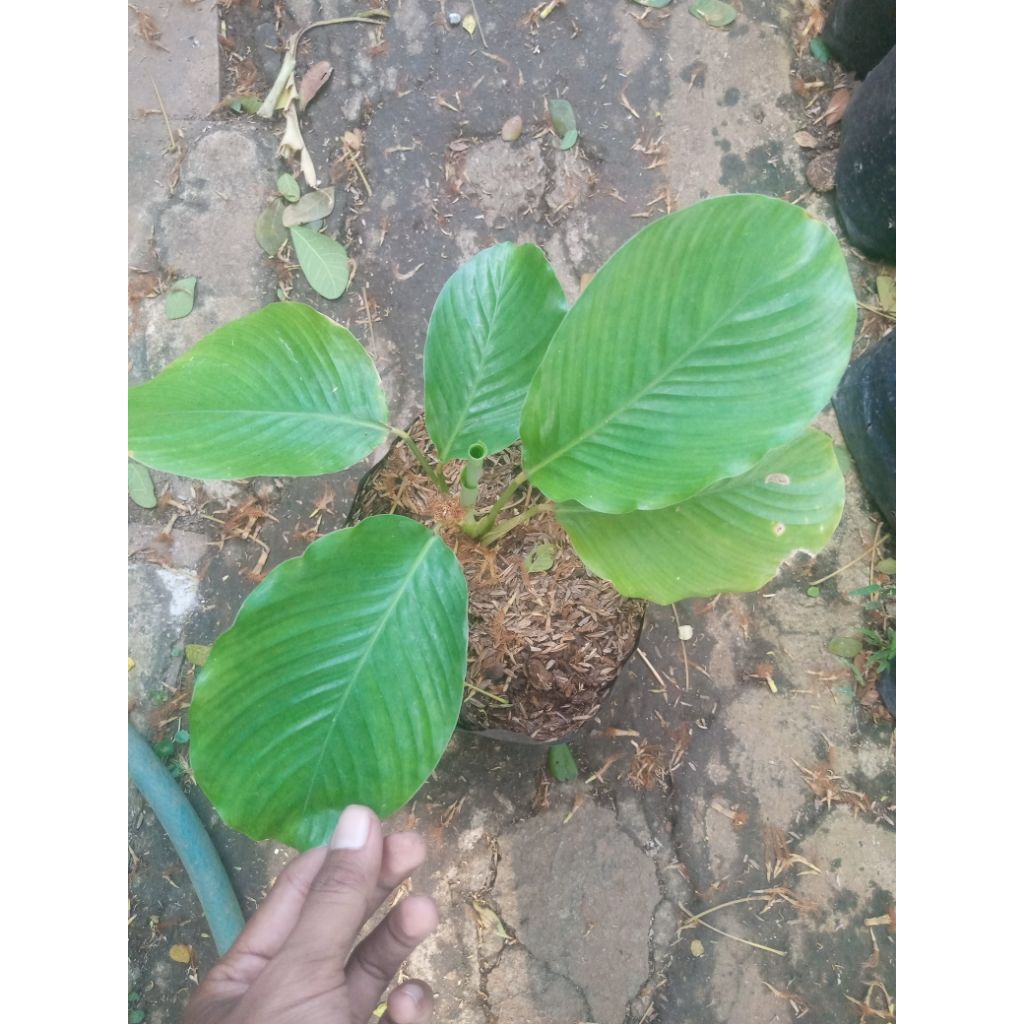 Calathea lutea/calathea minyak