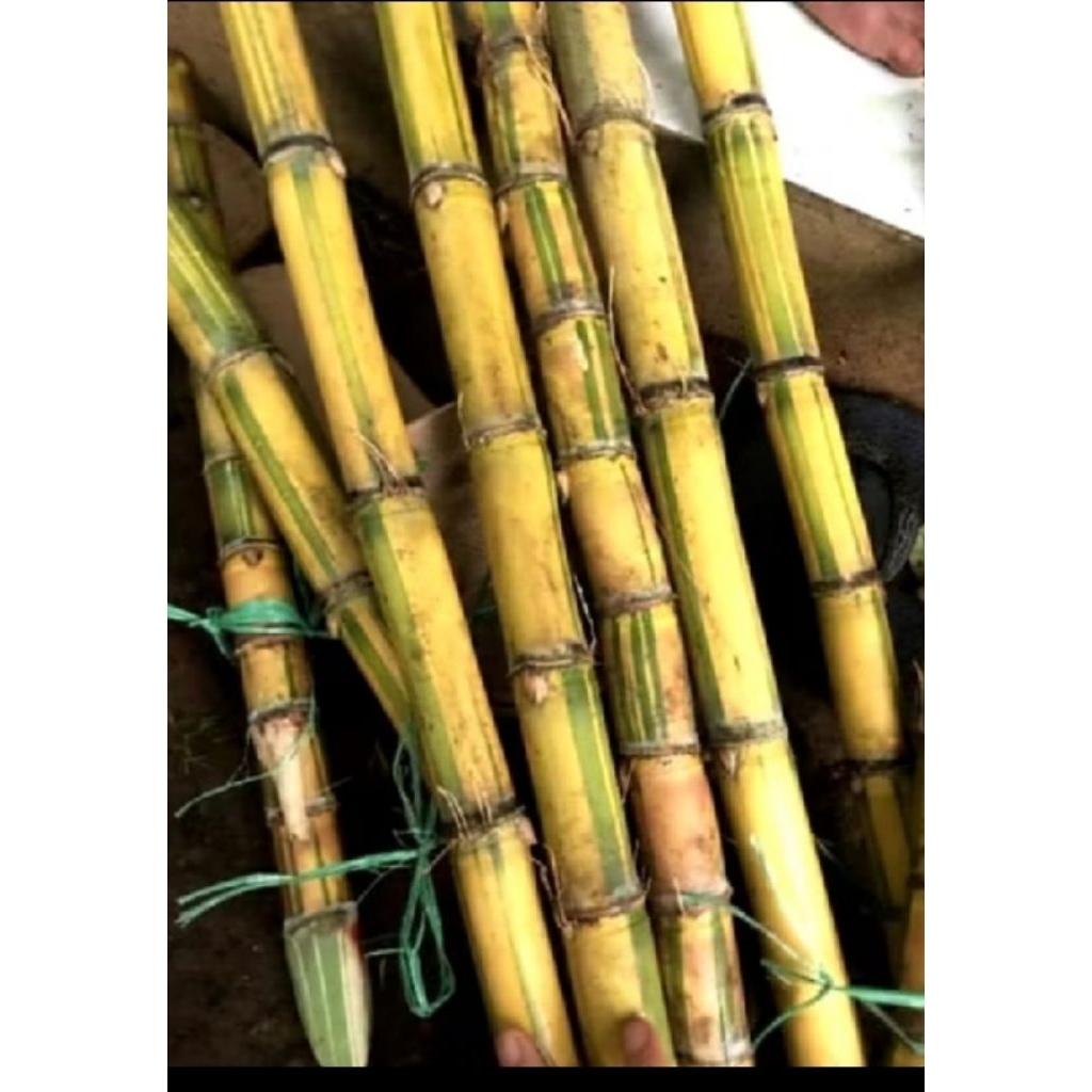 Tebu Kuning Segar 50 cm | Tebu Manis Siap Konsumsi | Cocok untuk Jus & Makan Langsung