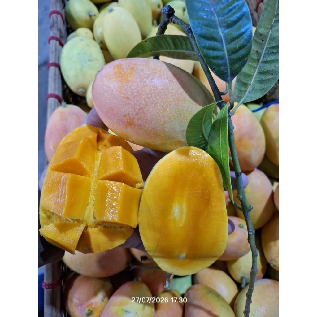 mangga podang/buah mangga/Buah instan Rengel soko