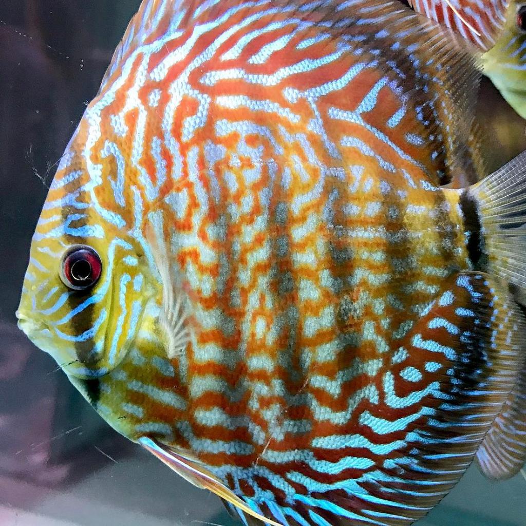 ikan discus galaxy turquoise/ikan galaxy turquise/galaxy turquoise/discus biru