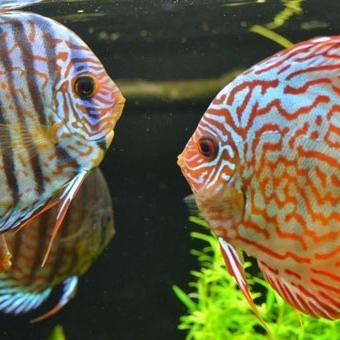 ikan discus leopard altum flora/discus leopard altum flora/altum flora/discus leopard