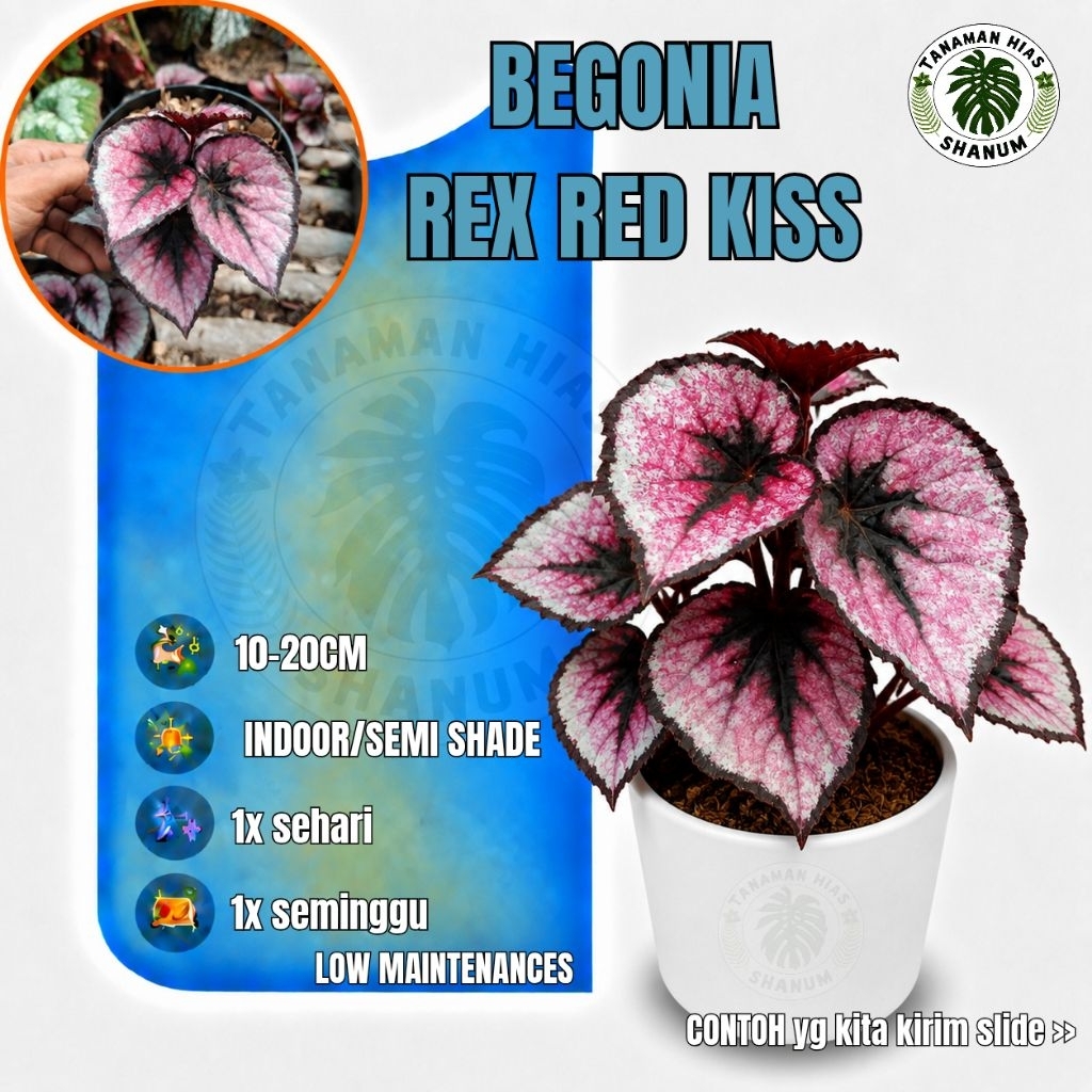 Tanaman hias begonia rex red kiss - begonia red kiss - begonia rex - begonia - tanaman hias indoor