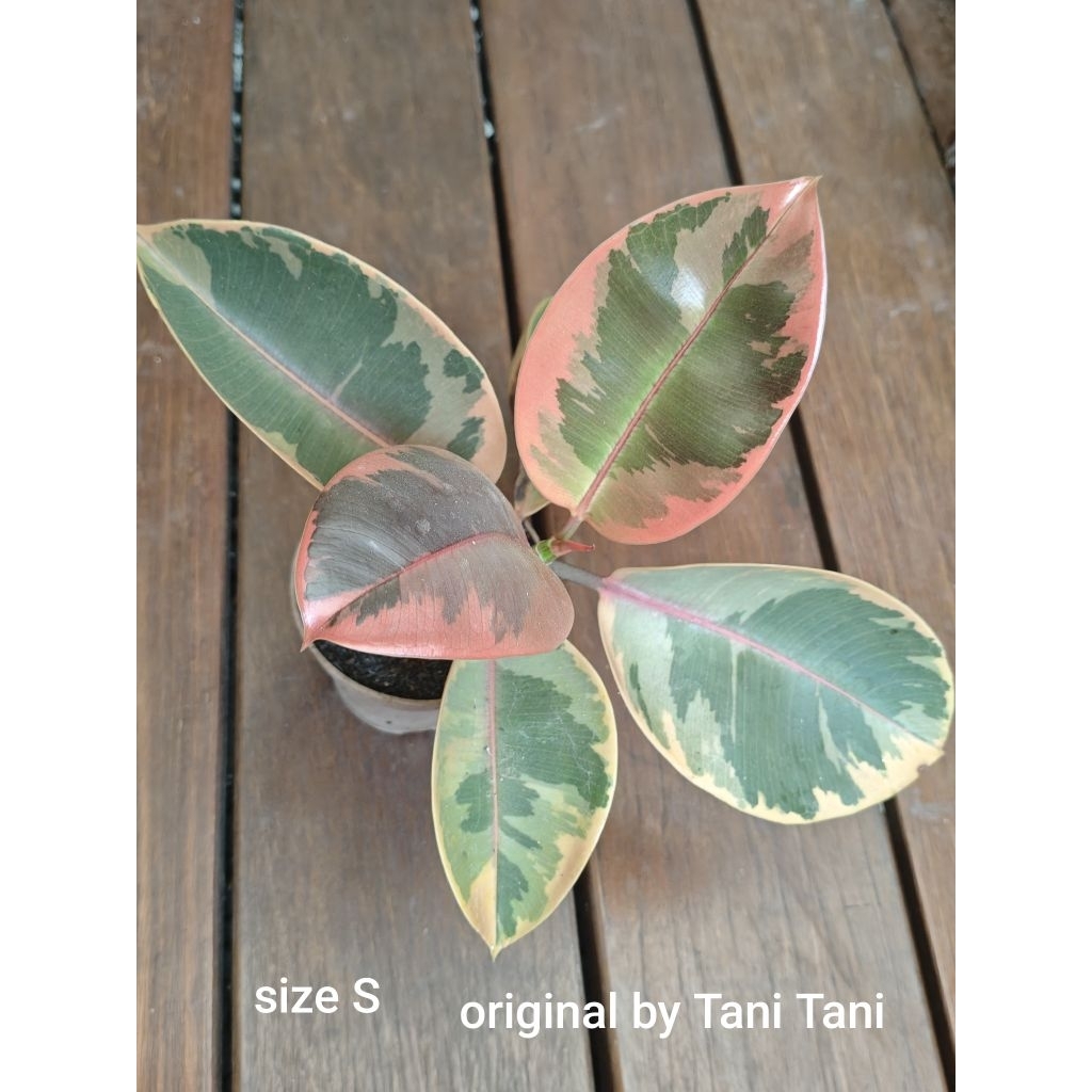 Ficus Elastica Ruby