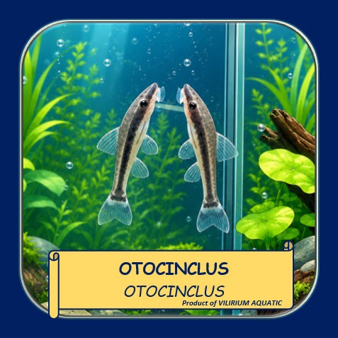 IKAN HIAS OTOCINCLUS AFFINIS ALGAE EATER | PEMBERSIH LUMUT AQUARIUM AQUASCAPE | SAPU-SAPU MINI AIR T