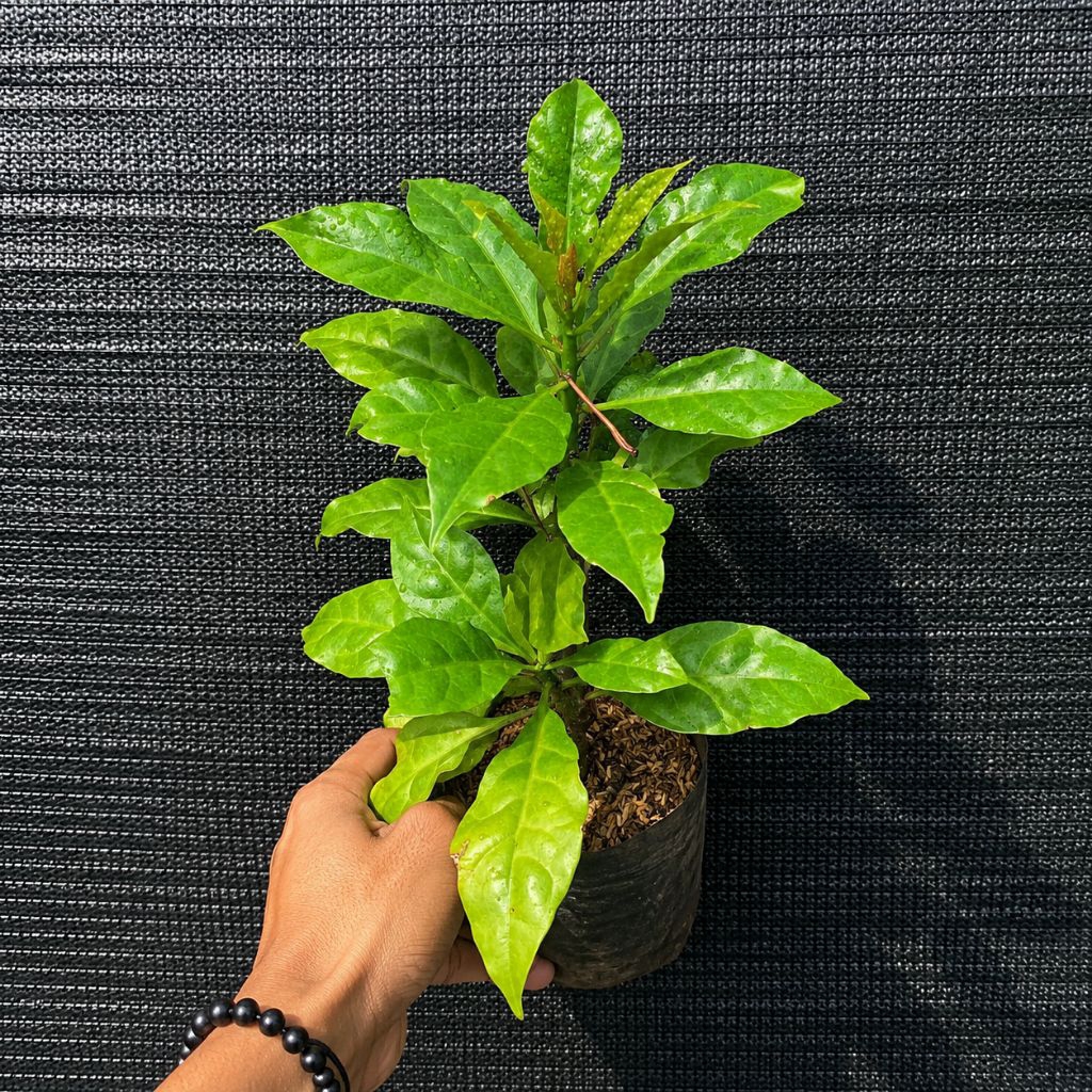 Bibit Tanaman Tujuh Duri Tanaman Herbal Tujuh Duri