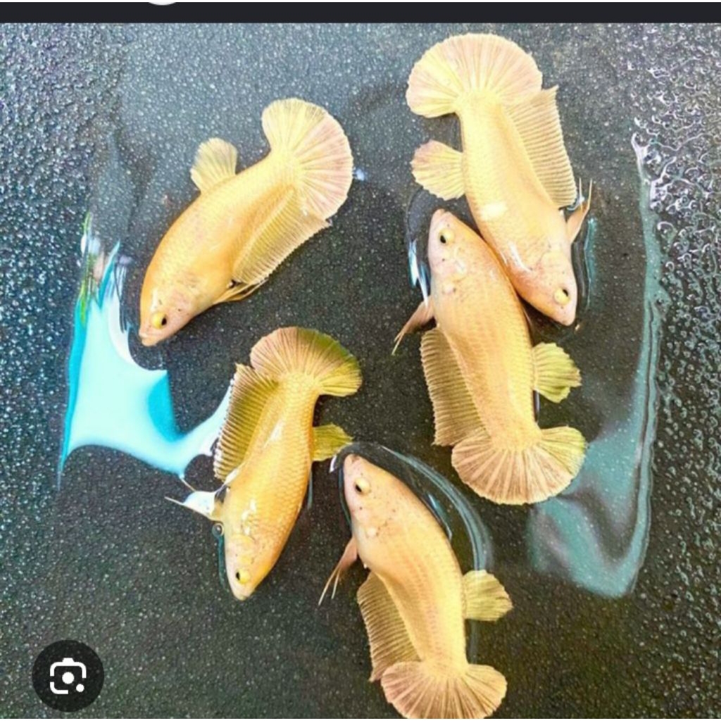 CUPANG BETINA GOLD