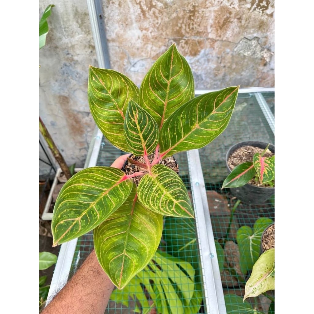AGLAONEMA KRISNA BESAR