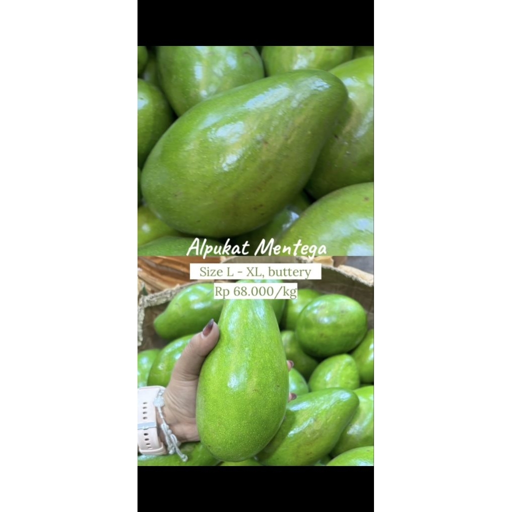 Pre Order "Buah Premium Pasar Induk" (PO Buah Premium Pasar Induk) - Alpukat Mentega