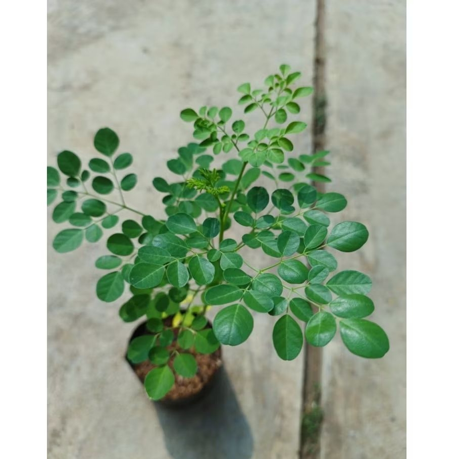 Pohon Kelor/ Tanaman Herbal Pohon Kelor/ Pohon Kelor Murah Berkualitas
