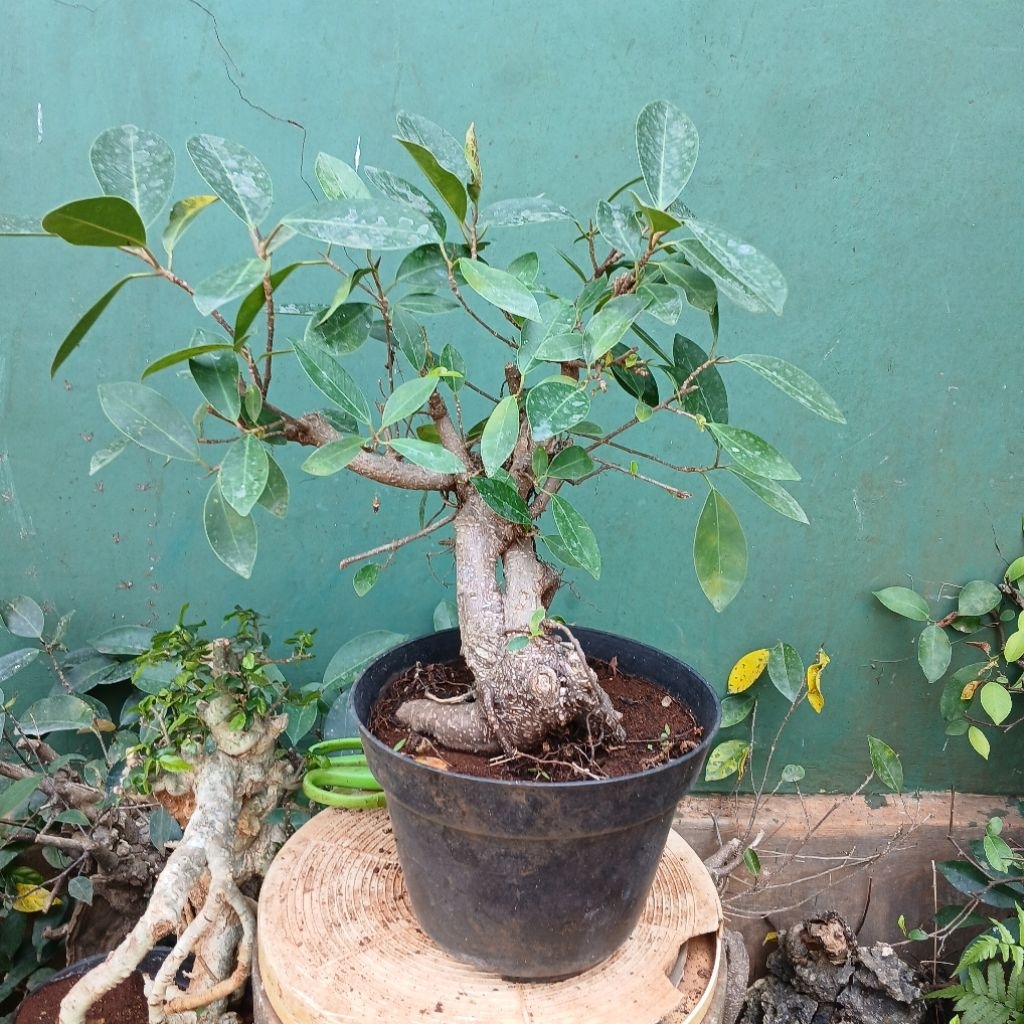 Bonsai Iprik Merah Small
