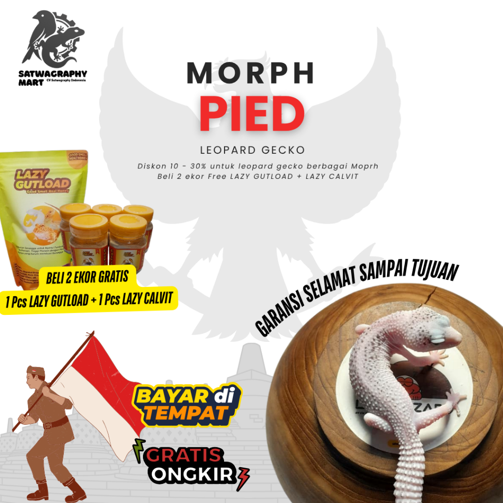 Mainan Anak GECKO Warna PIED SUPER PIED EXTREAM PIED SSE