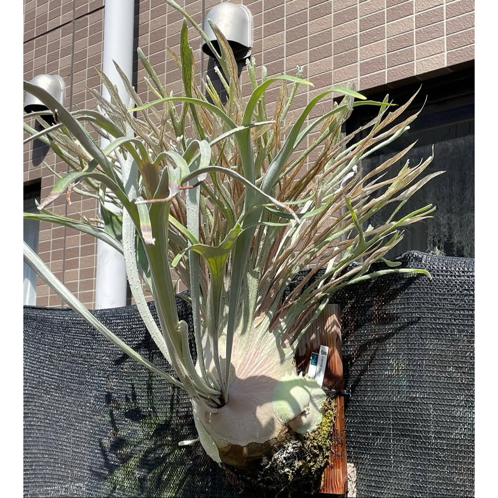 Platycerium Veitchii Auburn River AR Simbar Menjangan Tanduk Rusa Staghornfern