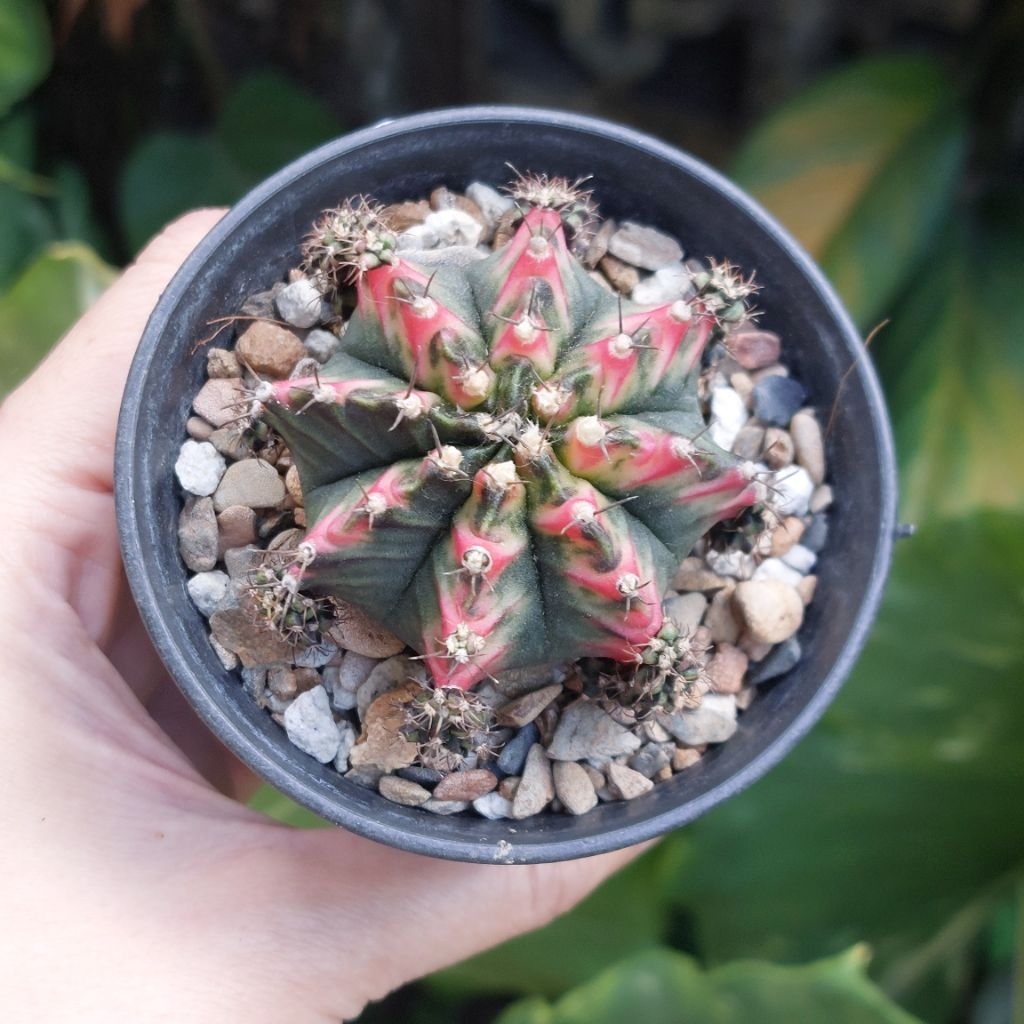 Gymno Gymnocalycium Miha Multicolor 1 Set Pot