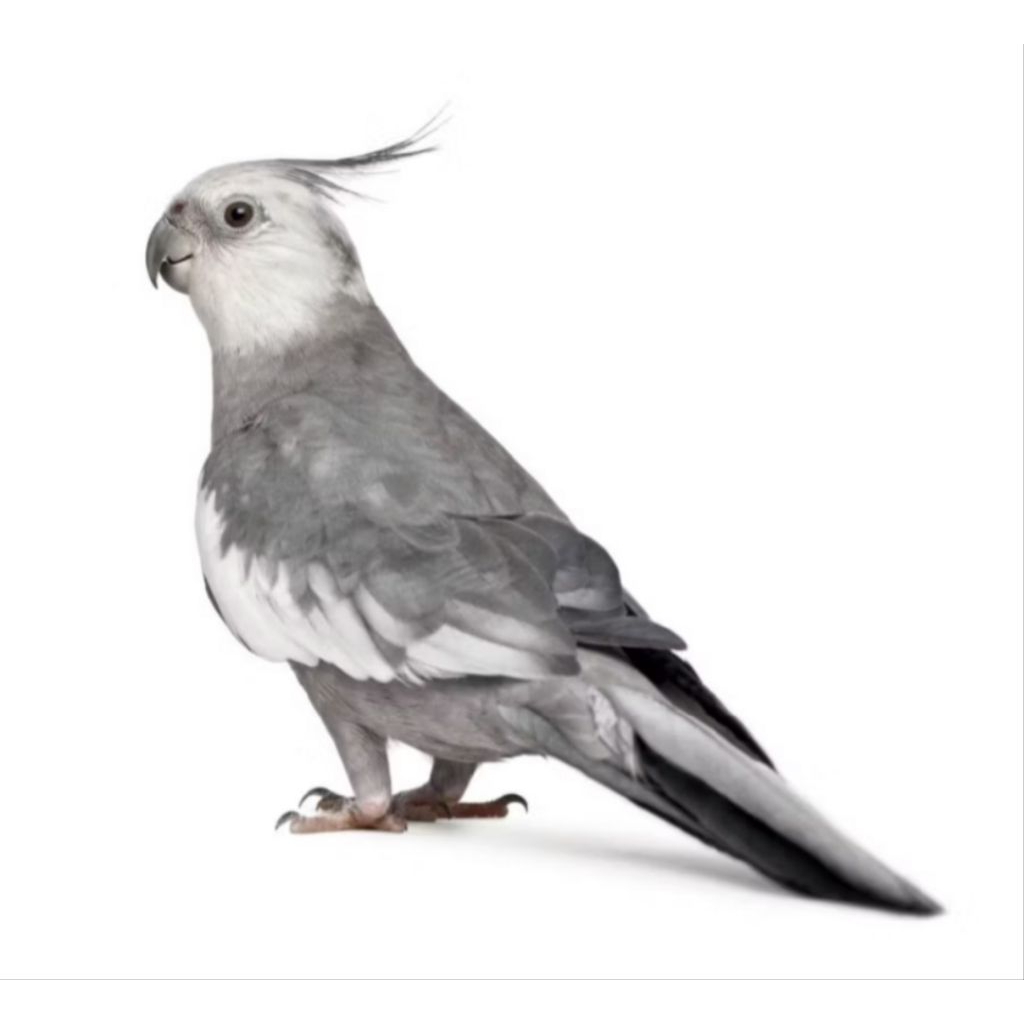 Burung Falk/Parkit Australia Warna White pace