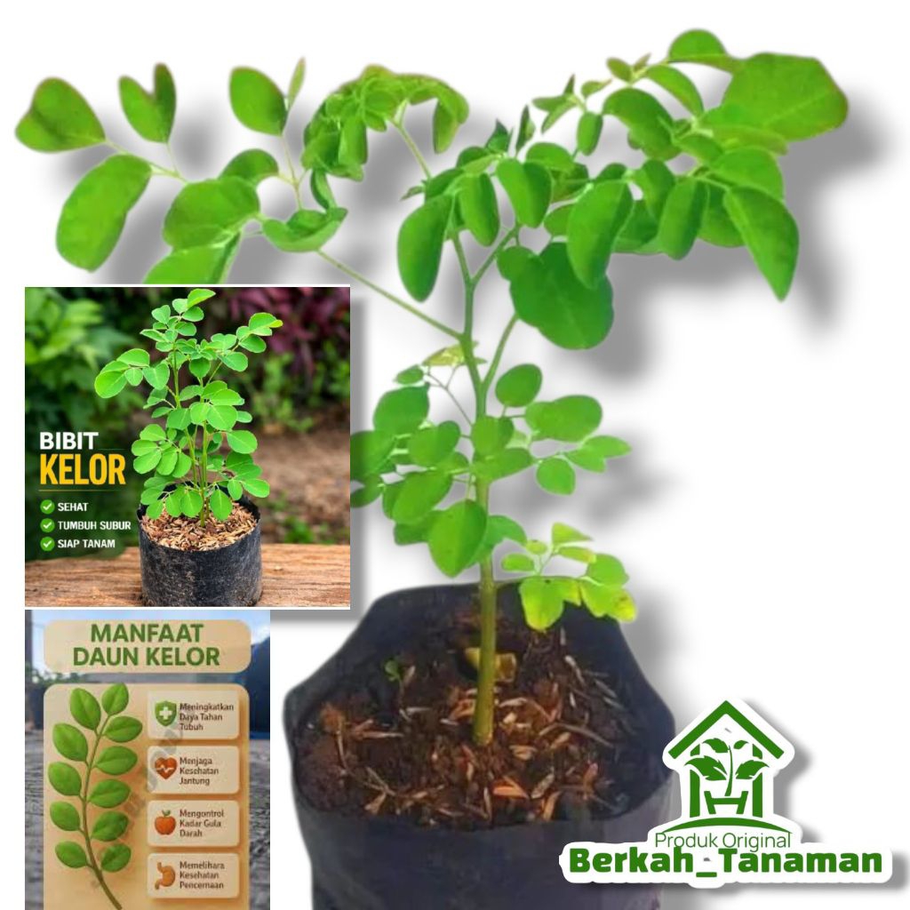 Bibit pohon kelor - pohon kelor - daun kelor segar - kelor - tanaman kelor