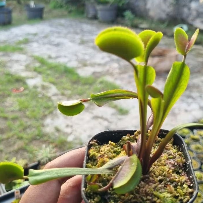 [Collector Item] Tanaman Karnivora Pemakan Serangga Venus Flytrap "Microdent All Red"