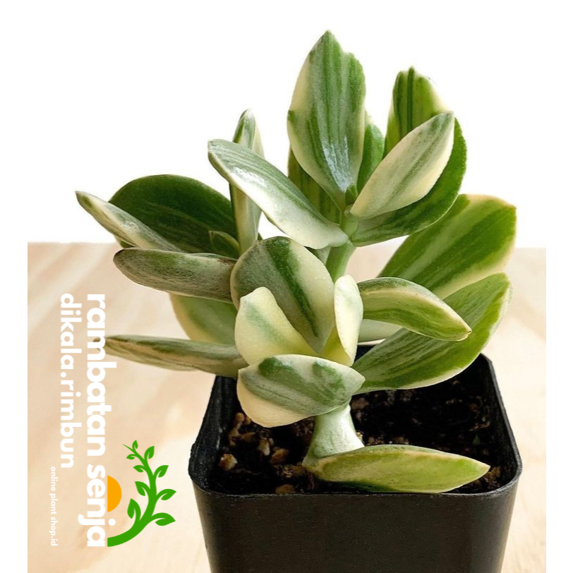 Tanaman Hias Jade Plant Variegata / Tanaman Giok Varigata
