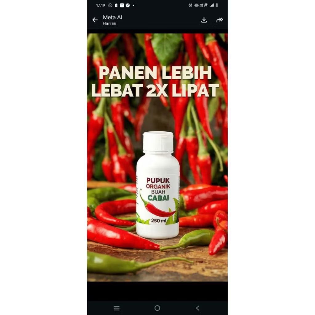 pupuk organik cabe lebat