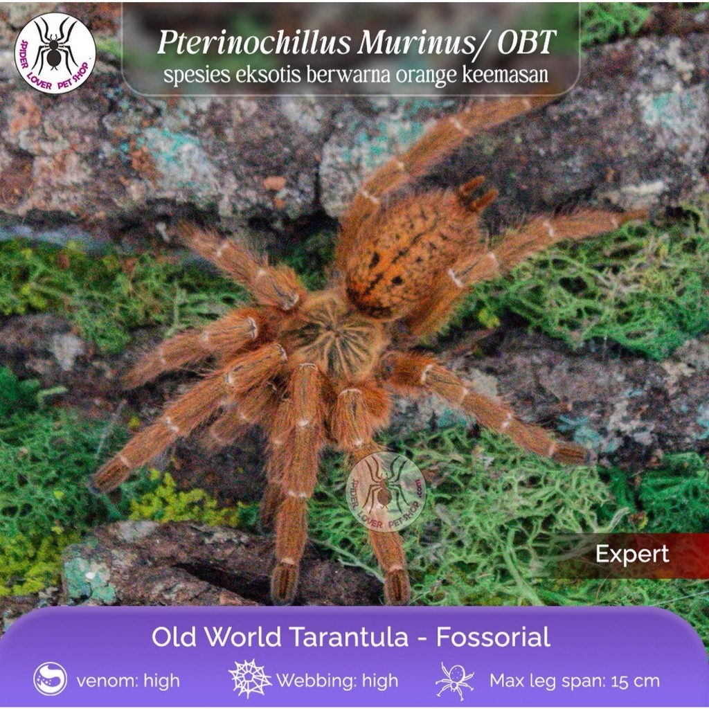 PTERINOCHILUS MURINUS / ORANGE BABOON TARANTULA / OBT / ORANGE STARBURST / BABOON STARBURST - JUVI T