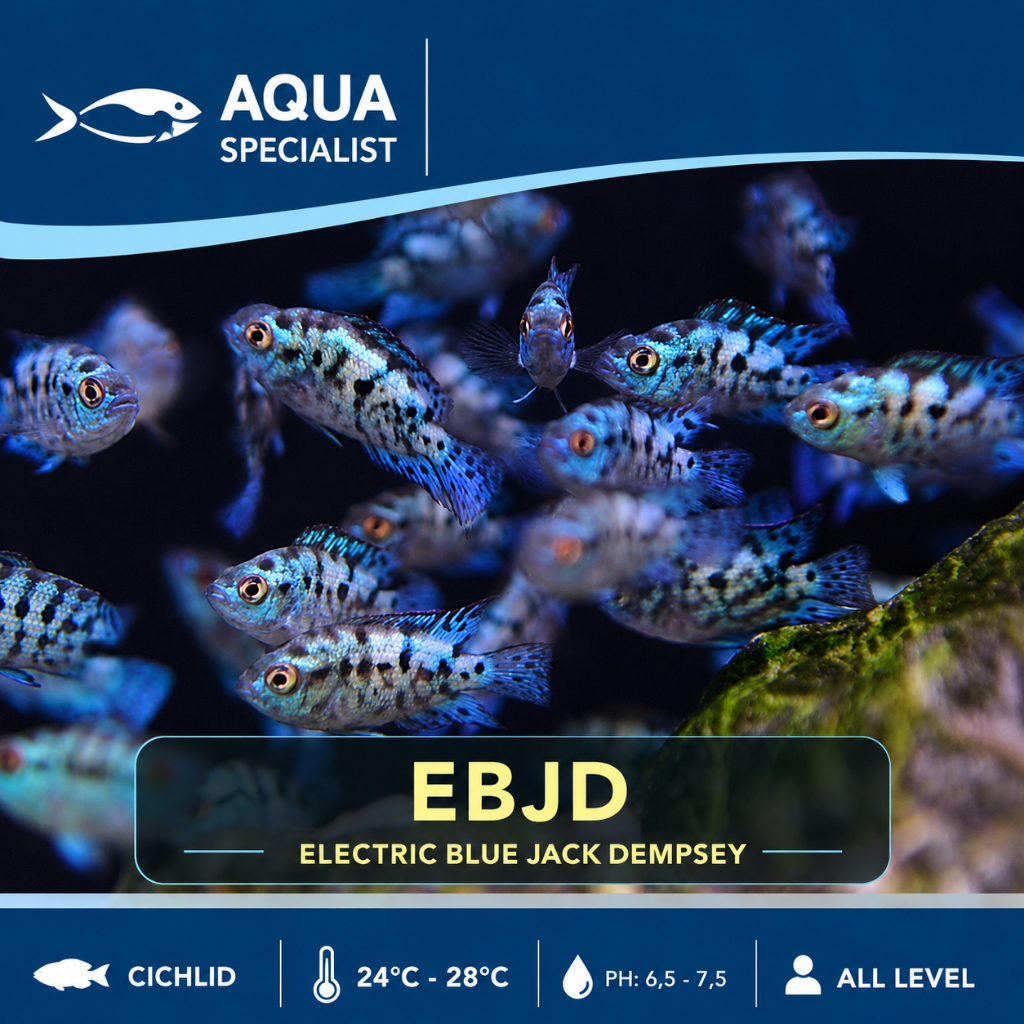 EBJD Electric Blue Jack Dempsey | Ikan Hias Air Tawar Cichlid