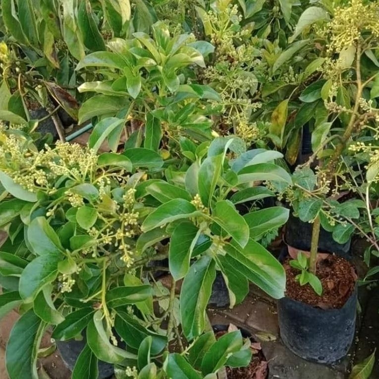 Ready stok banyak kk silahkan bibit alpukat kelud kondisi sudah berbunga lebat pembayaran cod