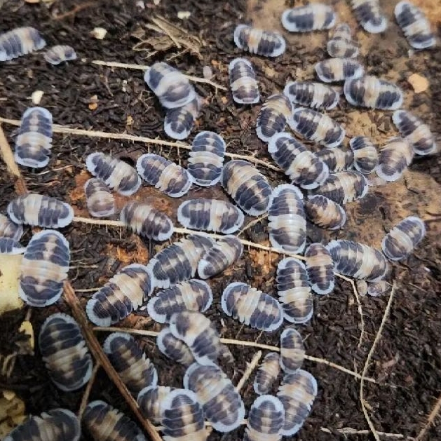 Isopod Cubaris cappuccino