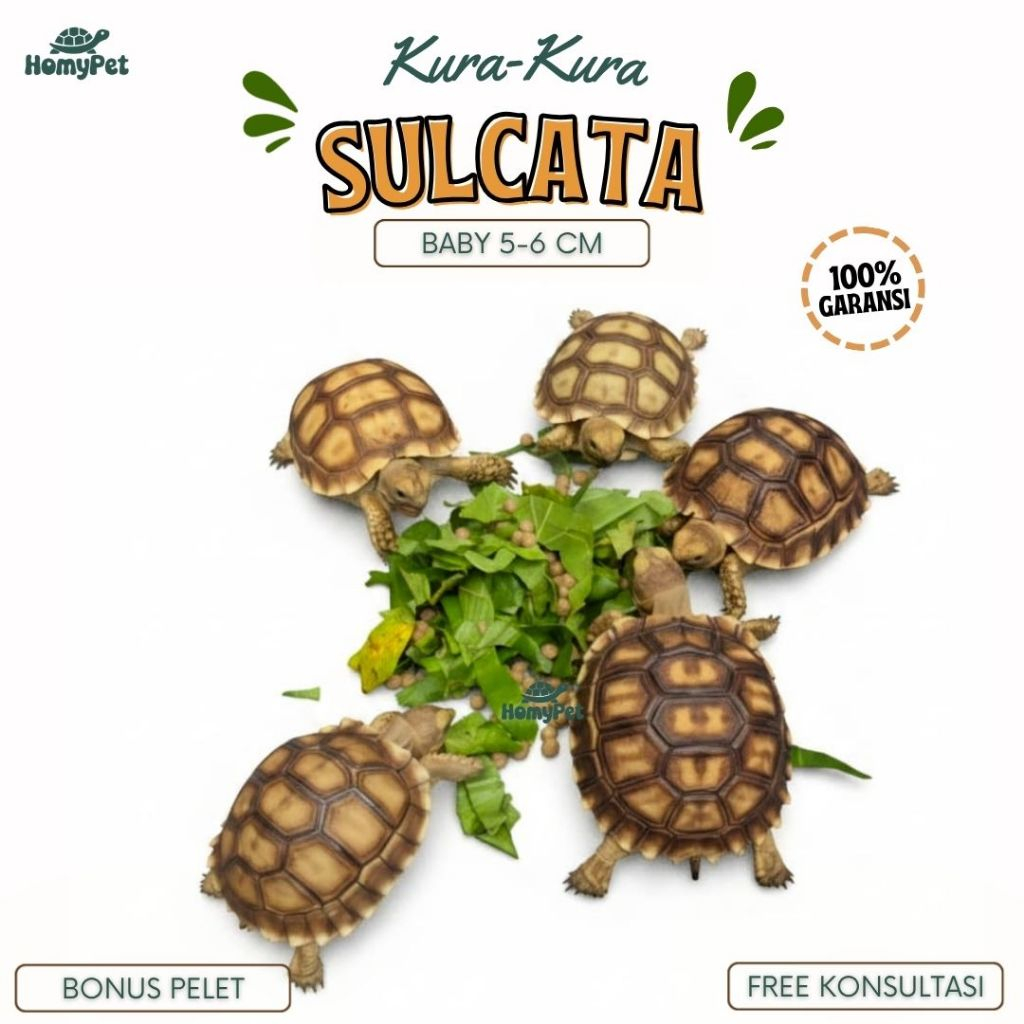 PELET MAKANAN SULCATA / SULCATA BABY GRADE A GARANSI 100% UANG KEMBALI