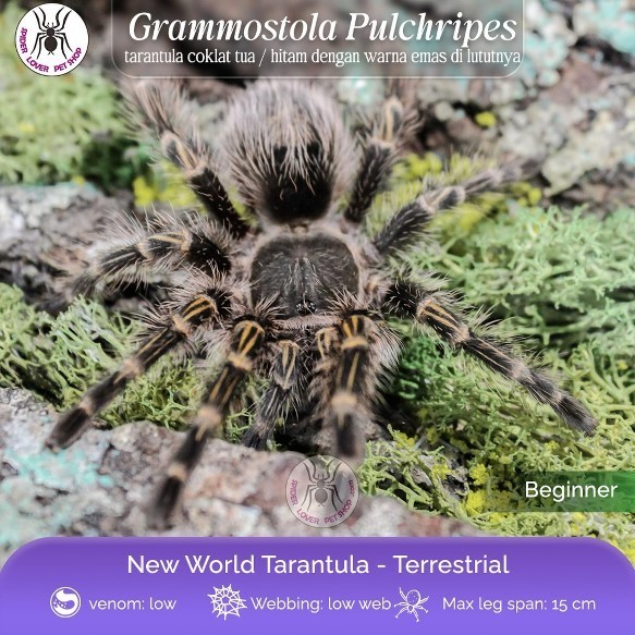 GRAMMOSTOLA PULCHRIPES / CHACO GOLDEN KNEE TARANTULA - SLING