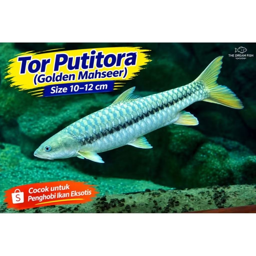 TOR PUTITORA NEPAL (yellow fin) size 10-12cm