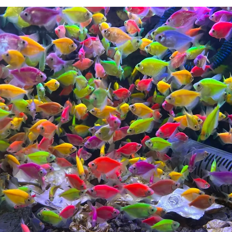 Promo Glowfish Tetra Warna Warni Mix | Lincah Sehat Terkarantina